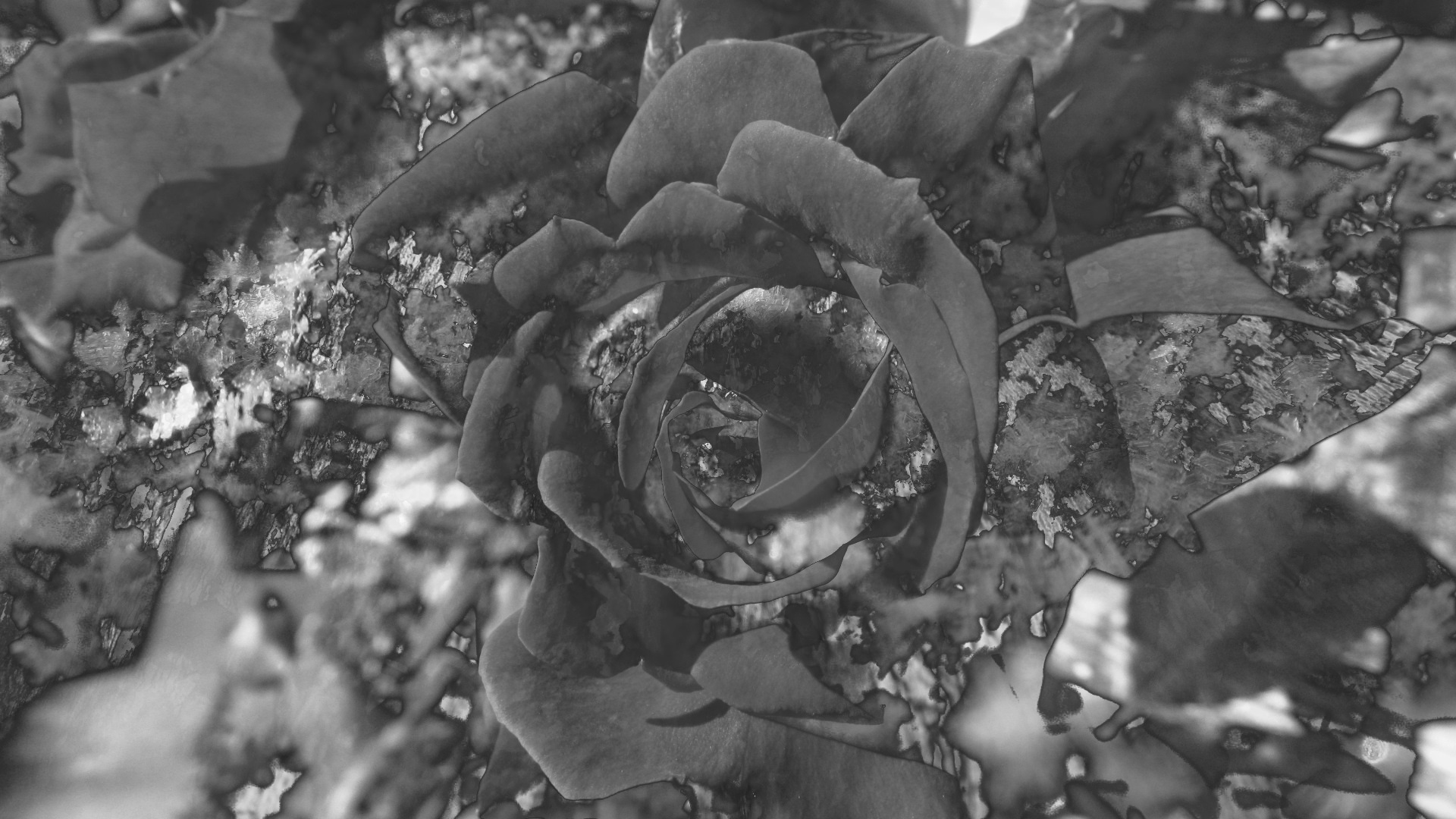Image from the first here and then gone entry; computers are made out of stories. Shows a black and white rose overlaid and blended with an indistinct crystalline pattern.